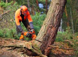 Best Hazardous Tree Removal  in Tecumseh, NE