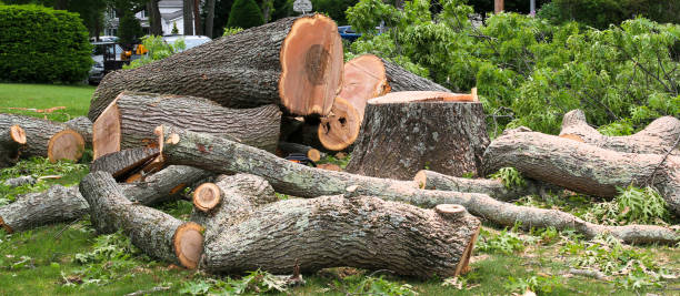 Reliable Tecumseh, NE Tree Care Solutions